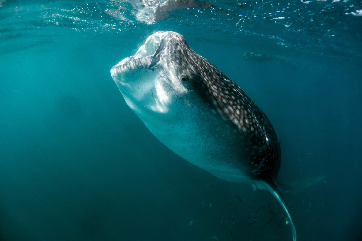 toreba whale shark